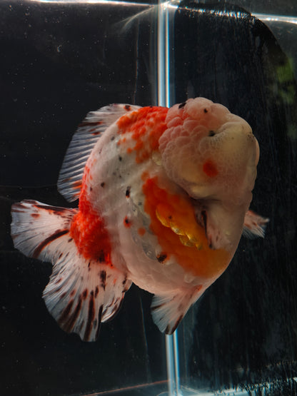 SHOGUN Godzilla Calico ORANDA Male 5.5in