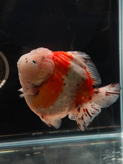 SHOGUN Godzilla Calico ORANDA Male 5.5in