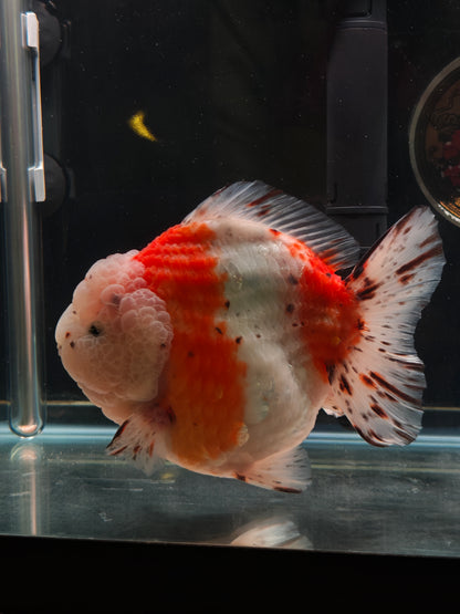 SHOGUN Godzilla Calico ORANDA Male 5.5in