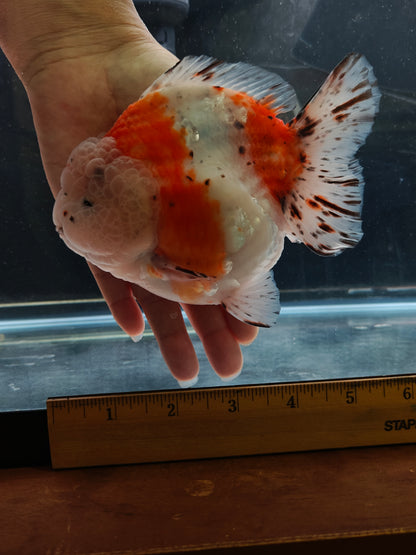 SHOGUN Godzilla Calico ORANDA Male 5.5in