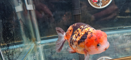 Calico Tiger LIONCHU 5.5in Female