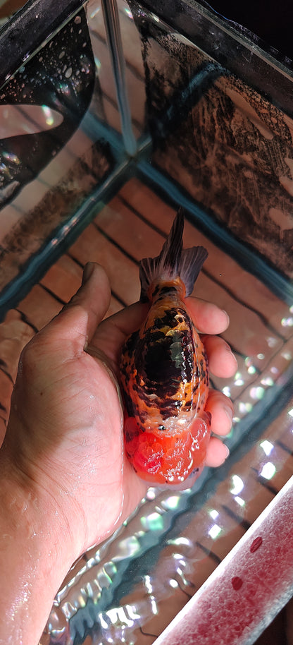Calico Tiger LIONCHU 5.5in Female