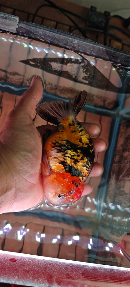 Calico Tiger LIONCHU 5.5in Female