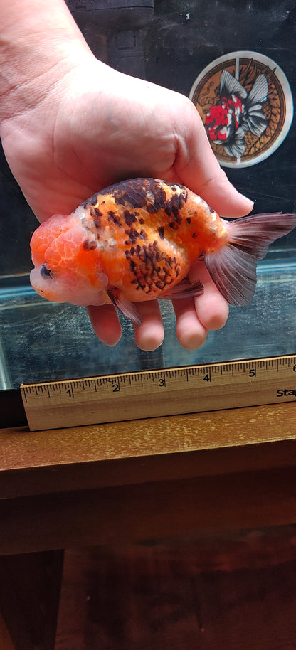 Calico Tiger LIONCHU 5.5in Female