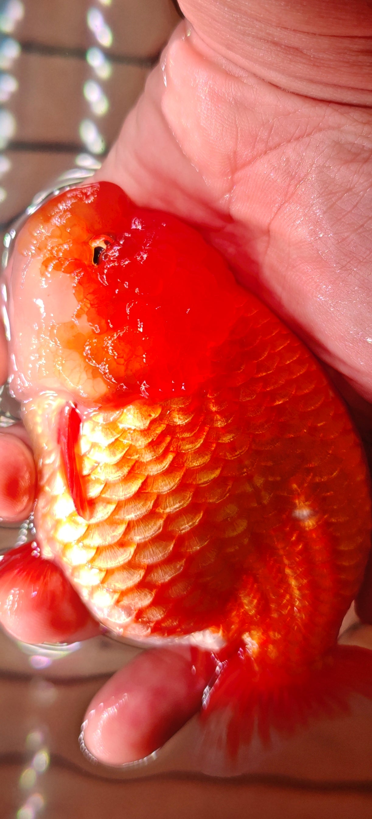 Super Red Big Jelly LIONCHU 5.25in Male