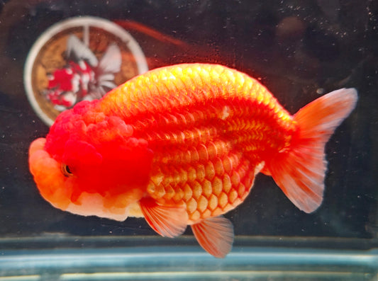 Super Red Big Jelly LIONCHU 5.25in Male