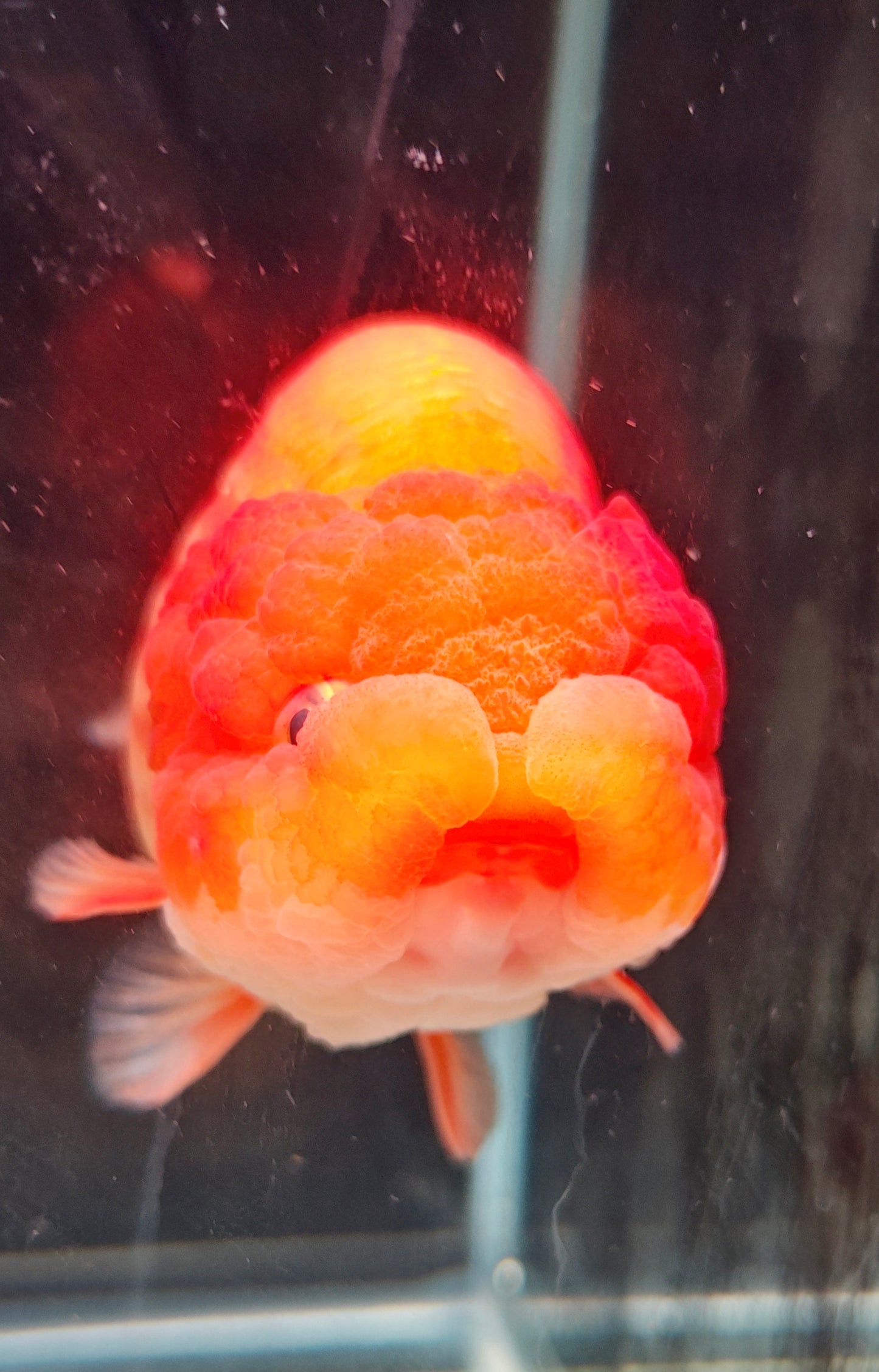 Super Red Big Jelly LIONCHU 5.25in Male