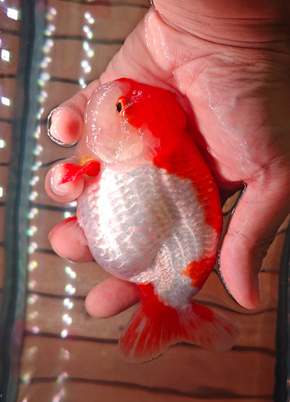 Red White Big Jelly LIONCHU 5.25in Female