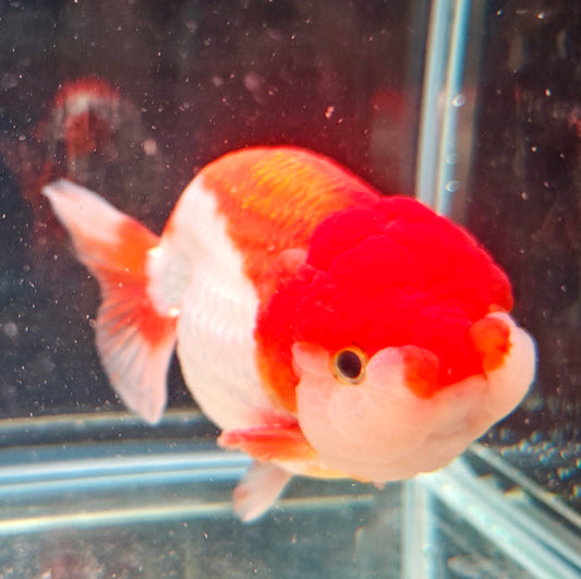 Red White Big Jelly LIONCHU 5.25in Female