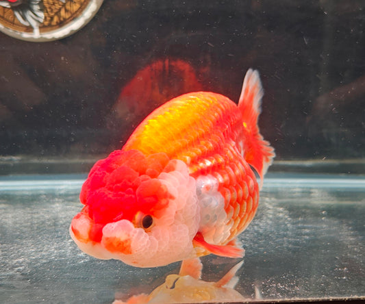 Red Lips Big Jelly LIONCHU 5.25in Male