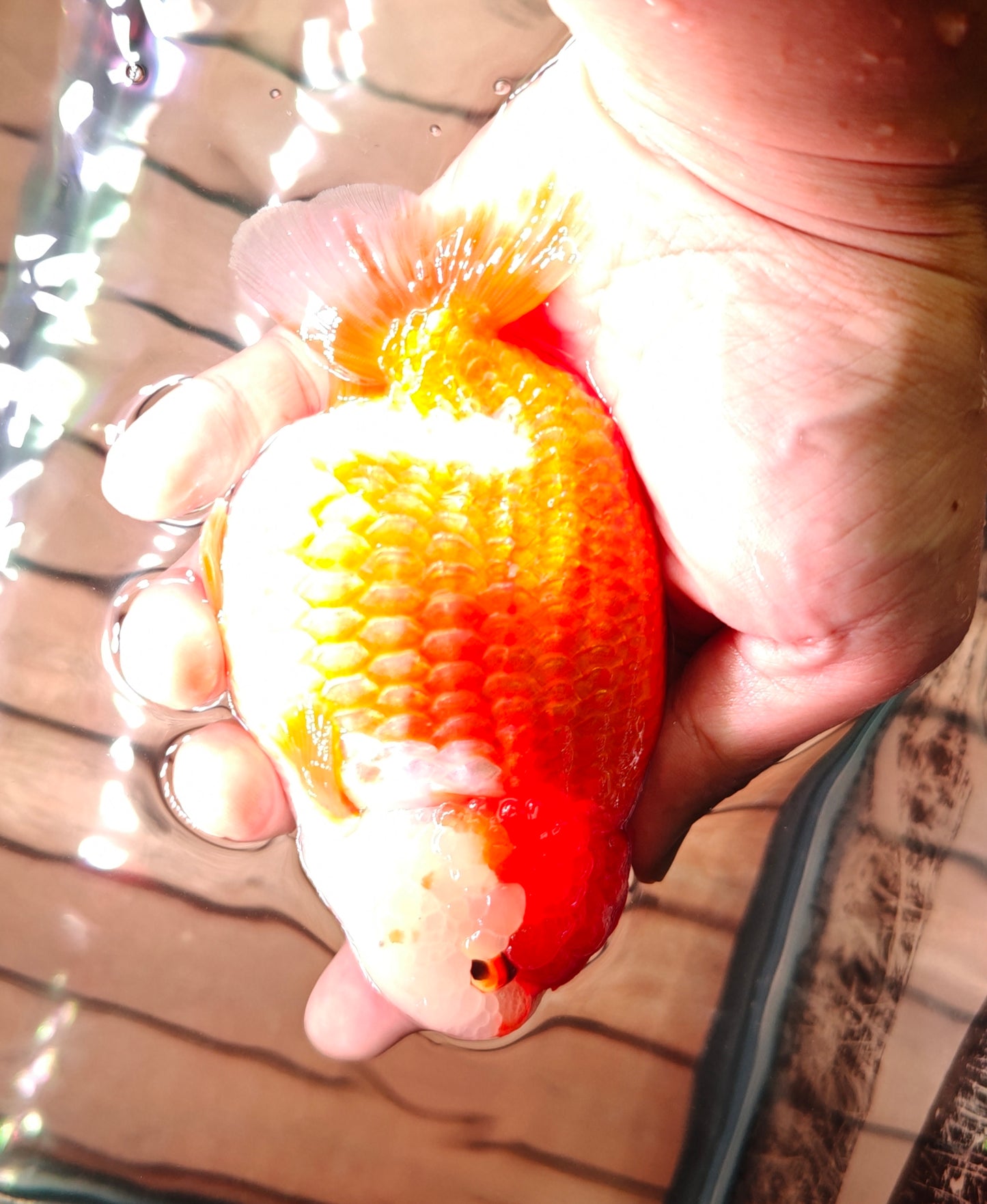 Red Lips Big Jelly LIONCHU 5.25in Male