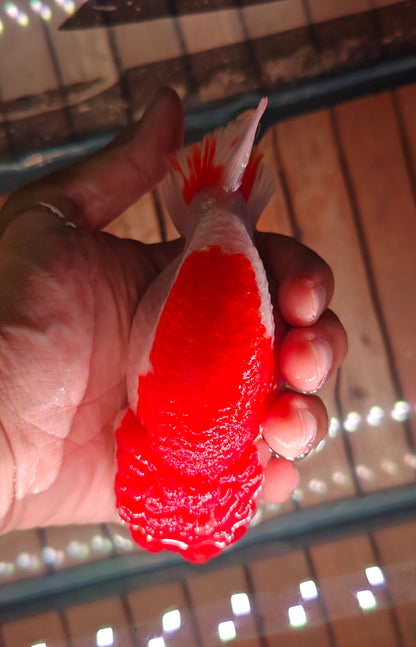 Red White Big Jelly LIONCHU 5.5in Female