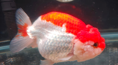 Red White Big Jelly LIONCHU 5.5in Female