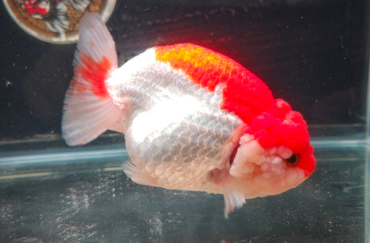 Red White Big Jelly LIONCHU 5.5in Female