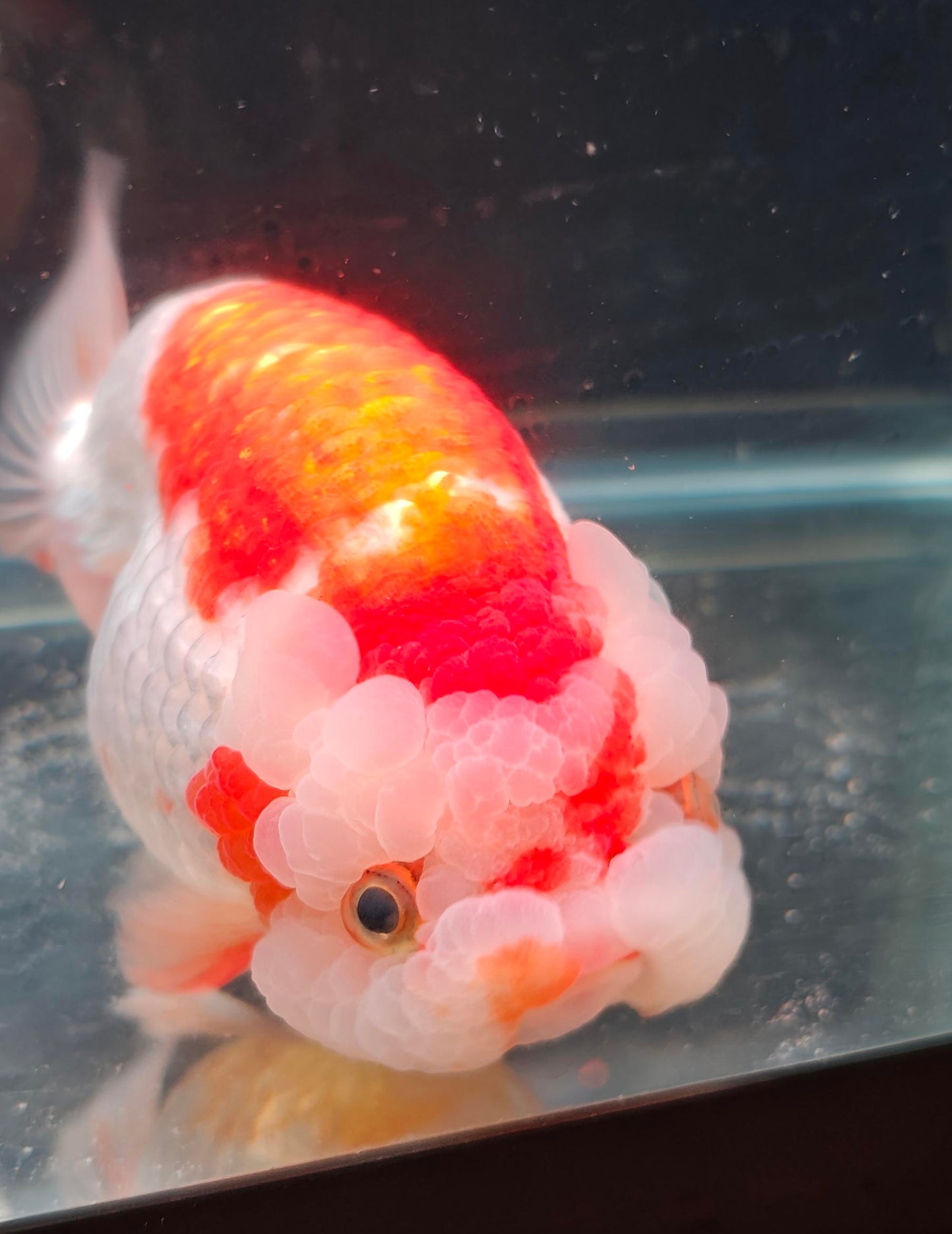 Red White Face Big Jelly LIONCHU 5.5in Male