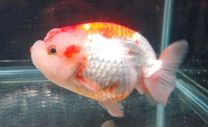 Red White Face Big Jelly LIONCHU 5.5in Male