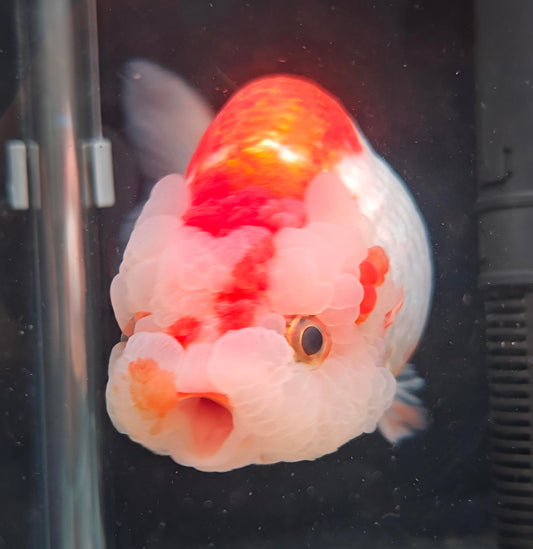 Red White Face Big Jelly LIONCHU 5.5in Male