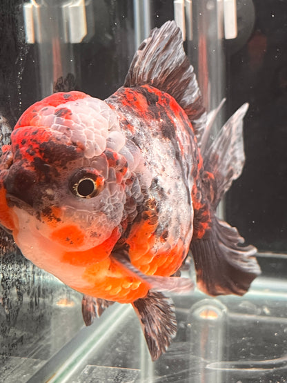 SHOGUN Two Face Tiger ORANDA Male 5in