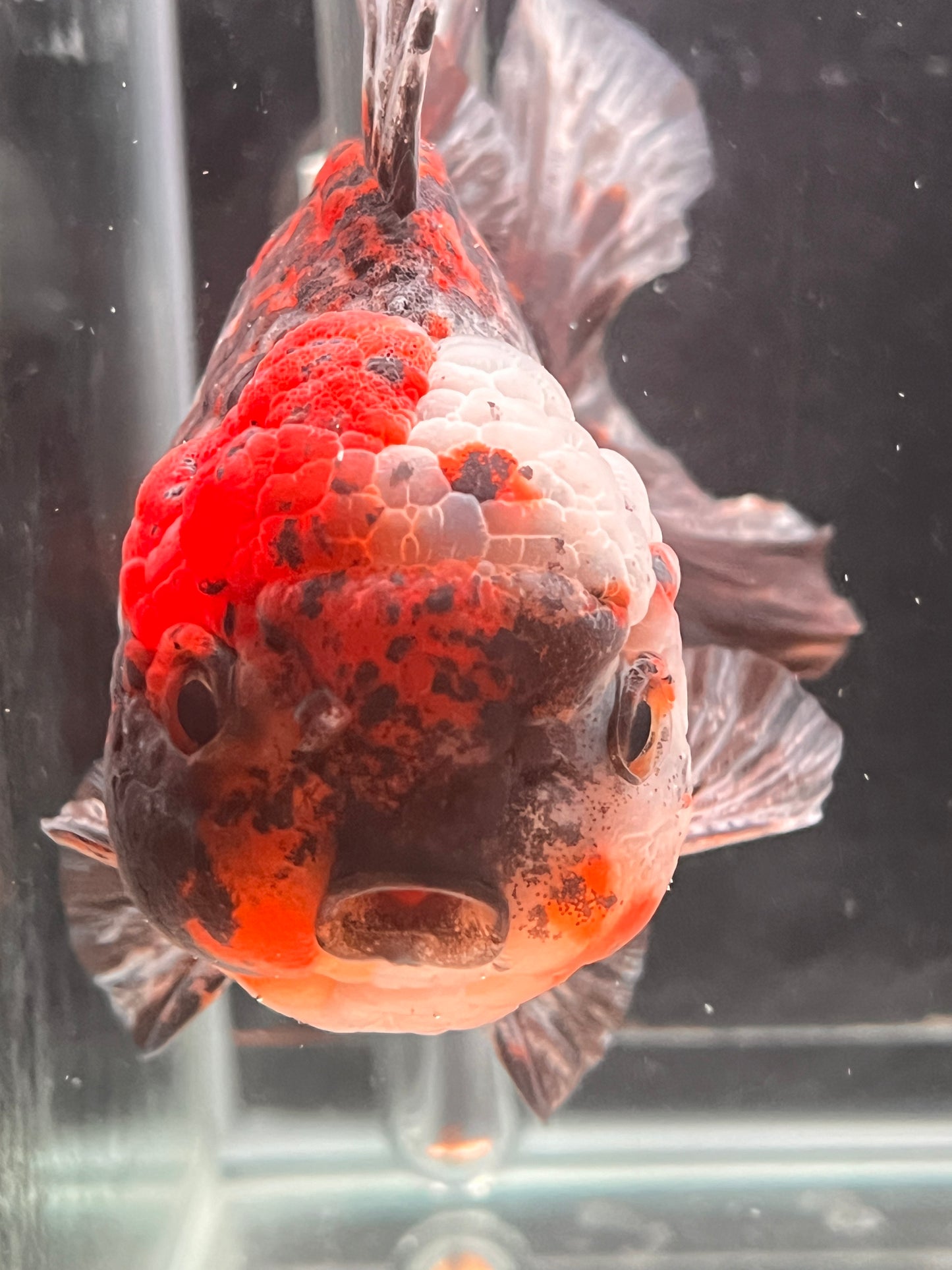 SHOGUN Two Face Tiger ORANDA Male 5in
