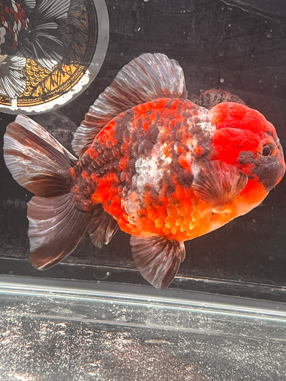 SHOGUN Two Face Tiger ORANDA Male 5in