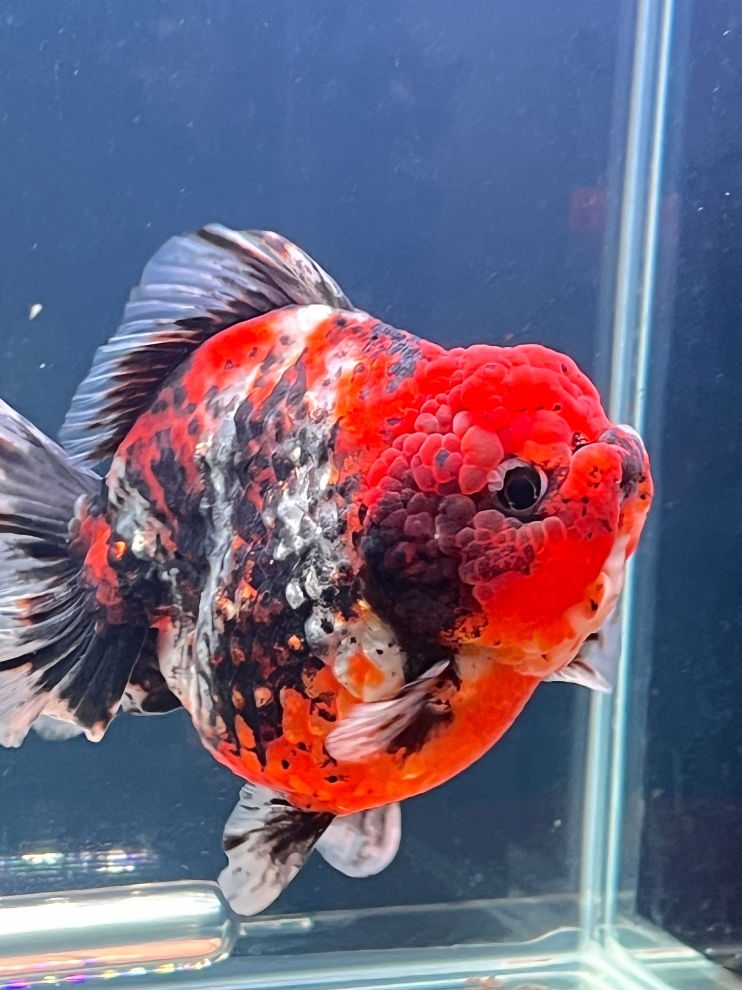 SHOW Quality SHOGUN ORANDA Male 5in