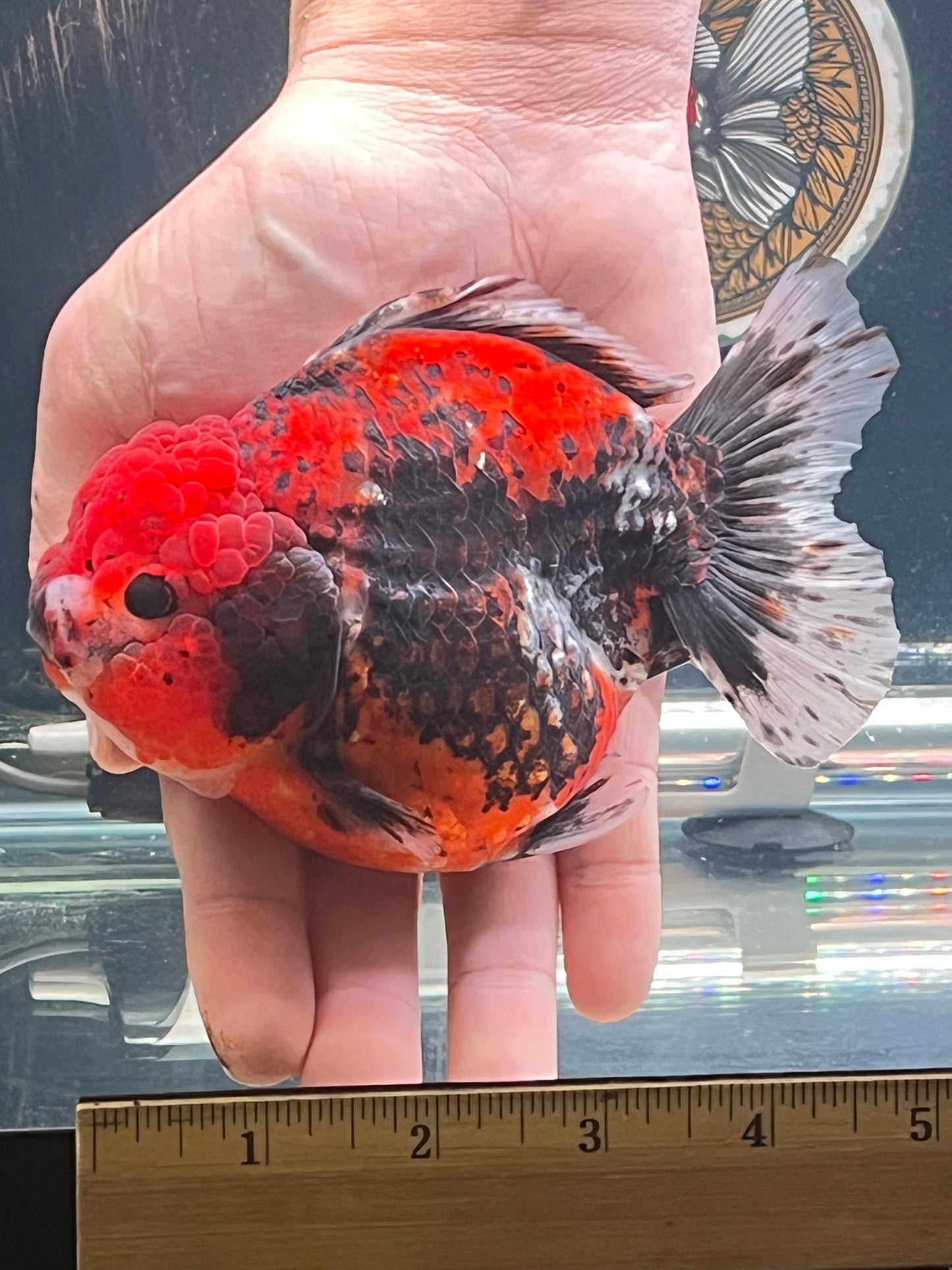 SHOW Quality SHOGUN ORANDA Male 5in