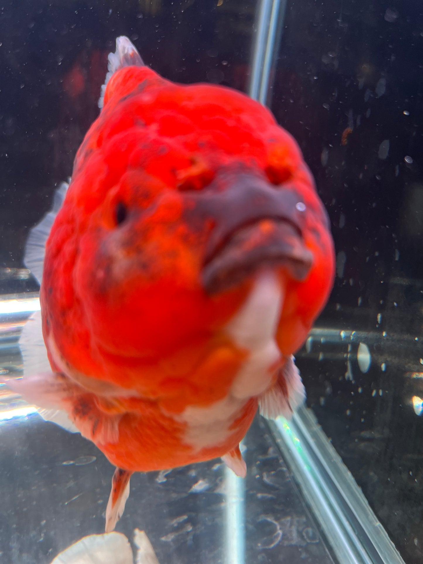 Jumbo Godzilla RED ORANDA Male 6in