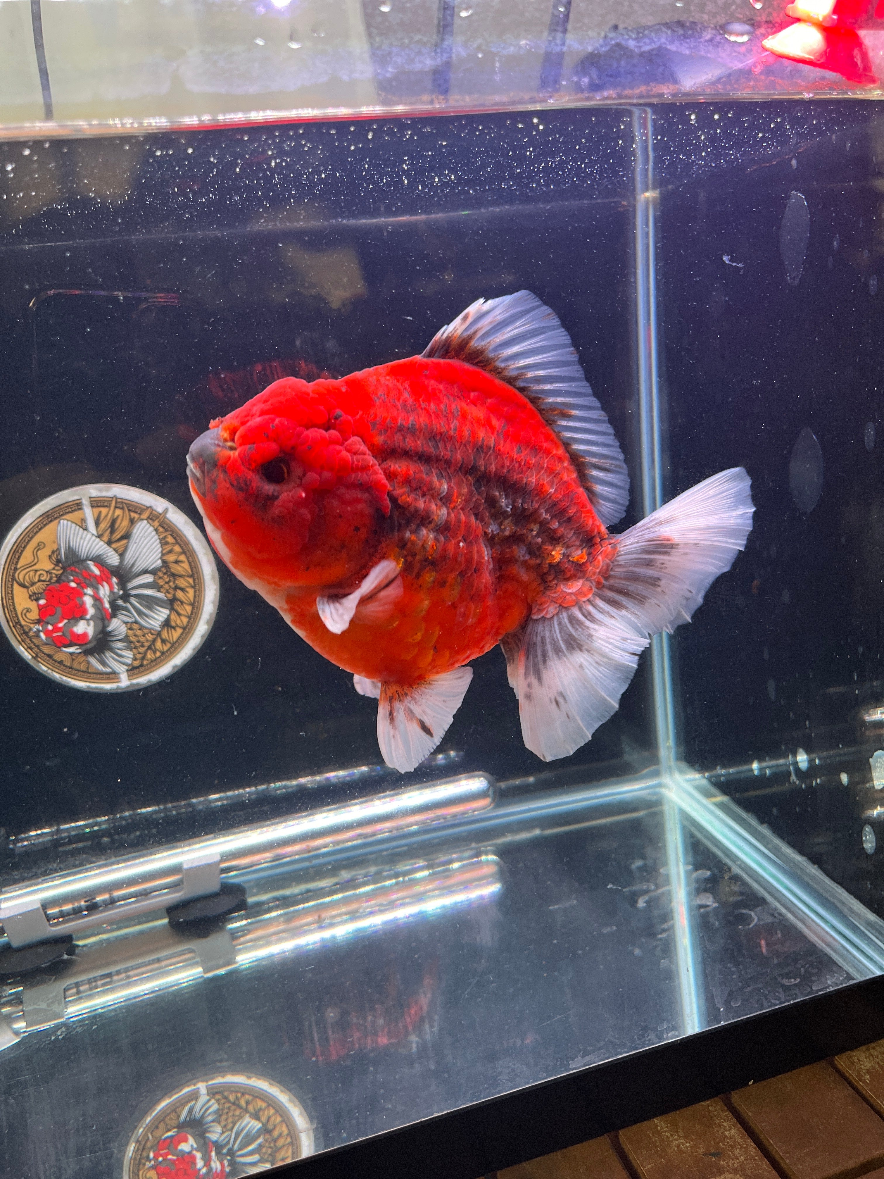 現代アート　オオヤサヤカ　Red orange fish　コラージュアート Red White Orchid Tail Oranda Goldfish for Sale | Kaiju Goldfish USA