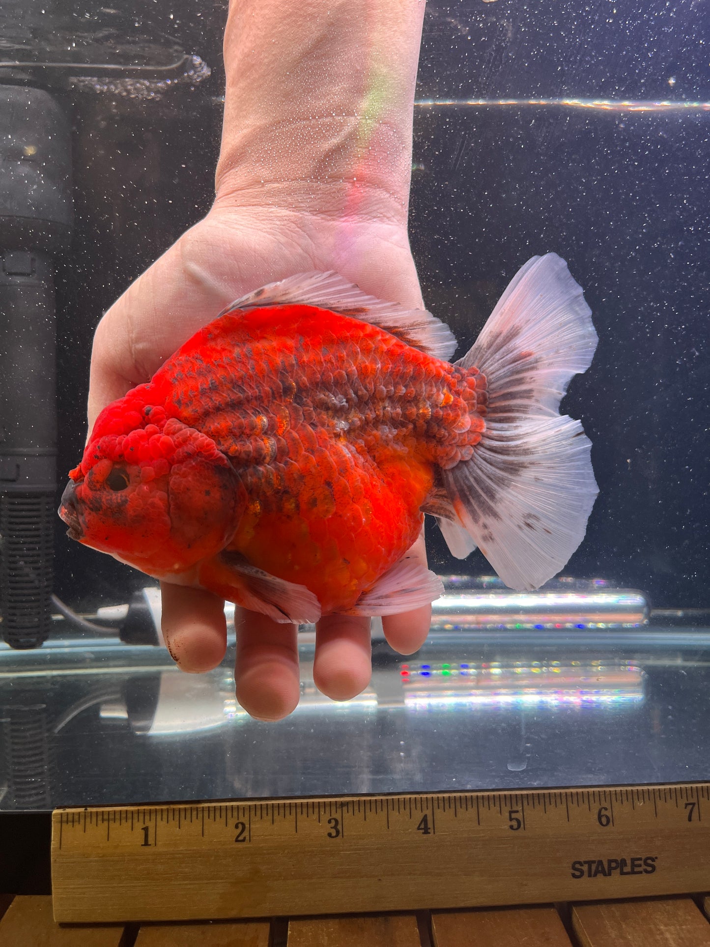 Jumbo Godzilla RED ORANDA Male 6in