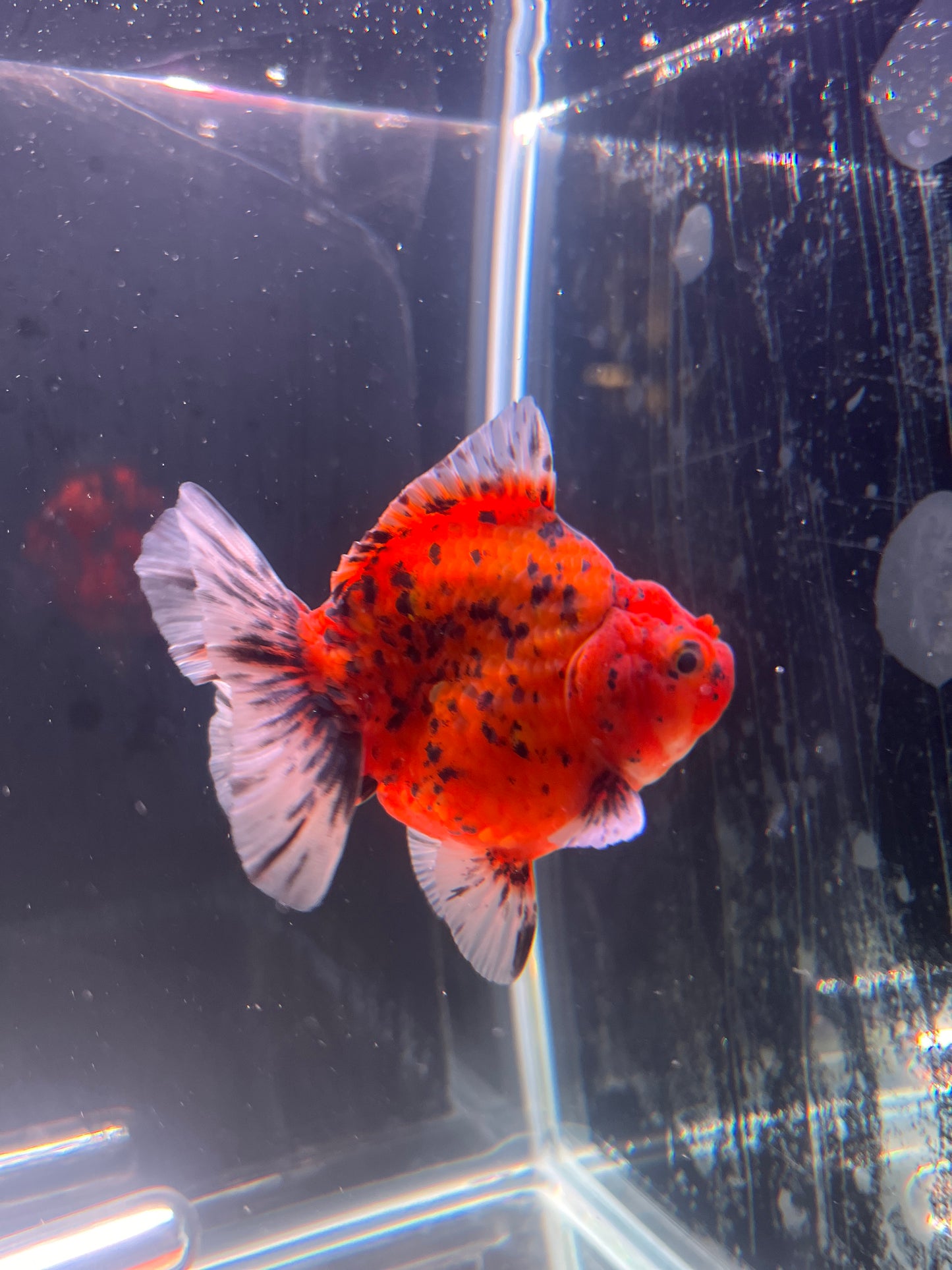 Godzilla RED TIGER ORANDA Juvenile Male 3.25in