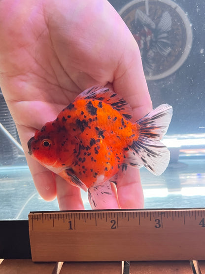 Godzilla RED TIGER ORANDA Juvenile Male 3.25in