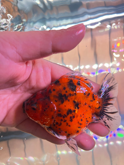 Godzilla RED TIGER ORANDA Juvenile Male 3.25in