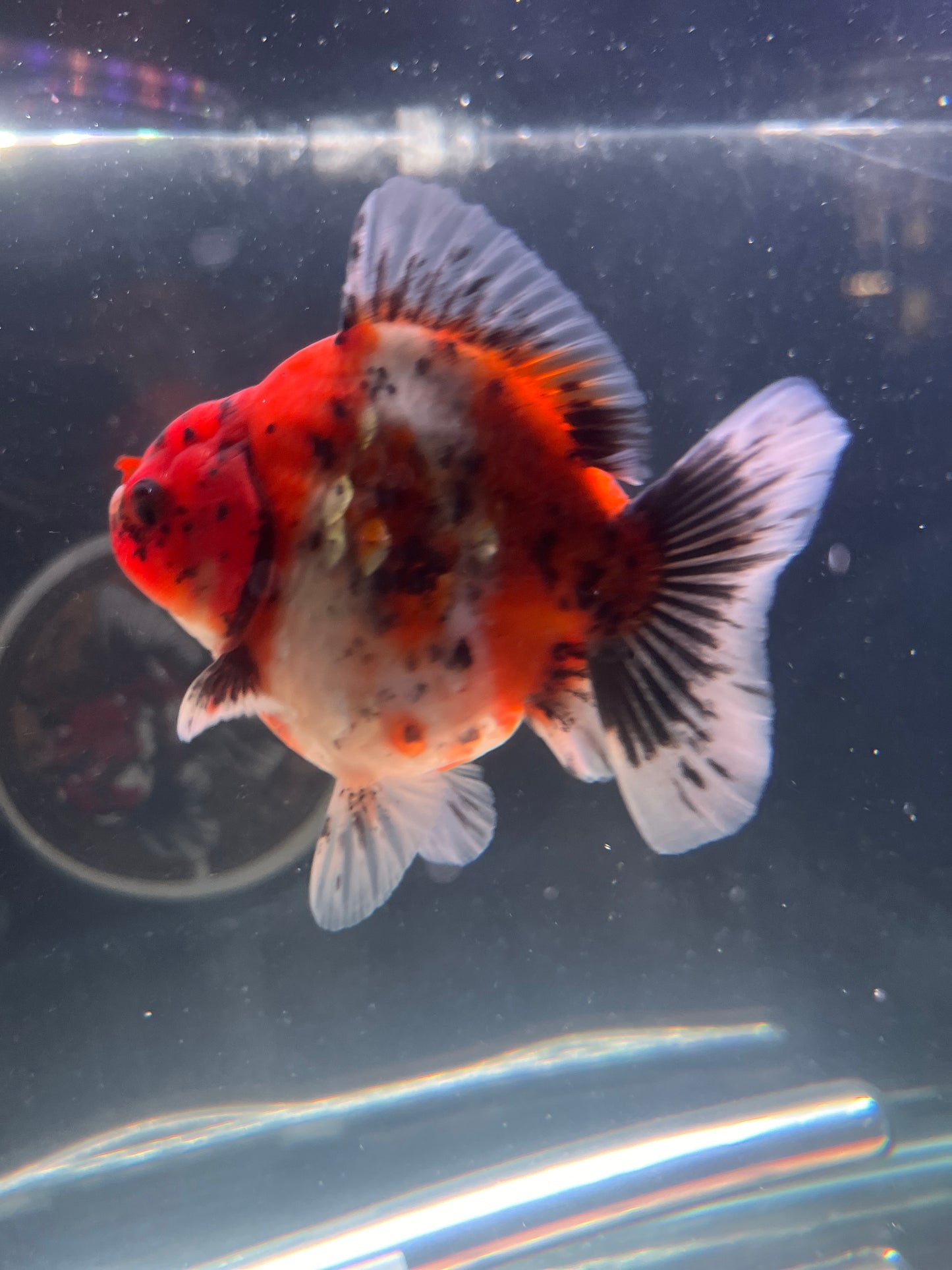 Godzilla RED WHITE TIGER ORANDA Juvenile Male 3.25in