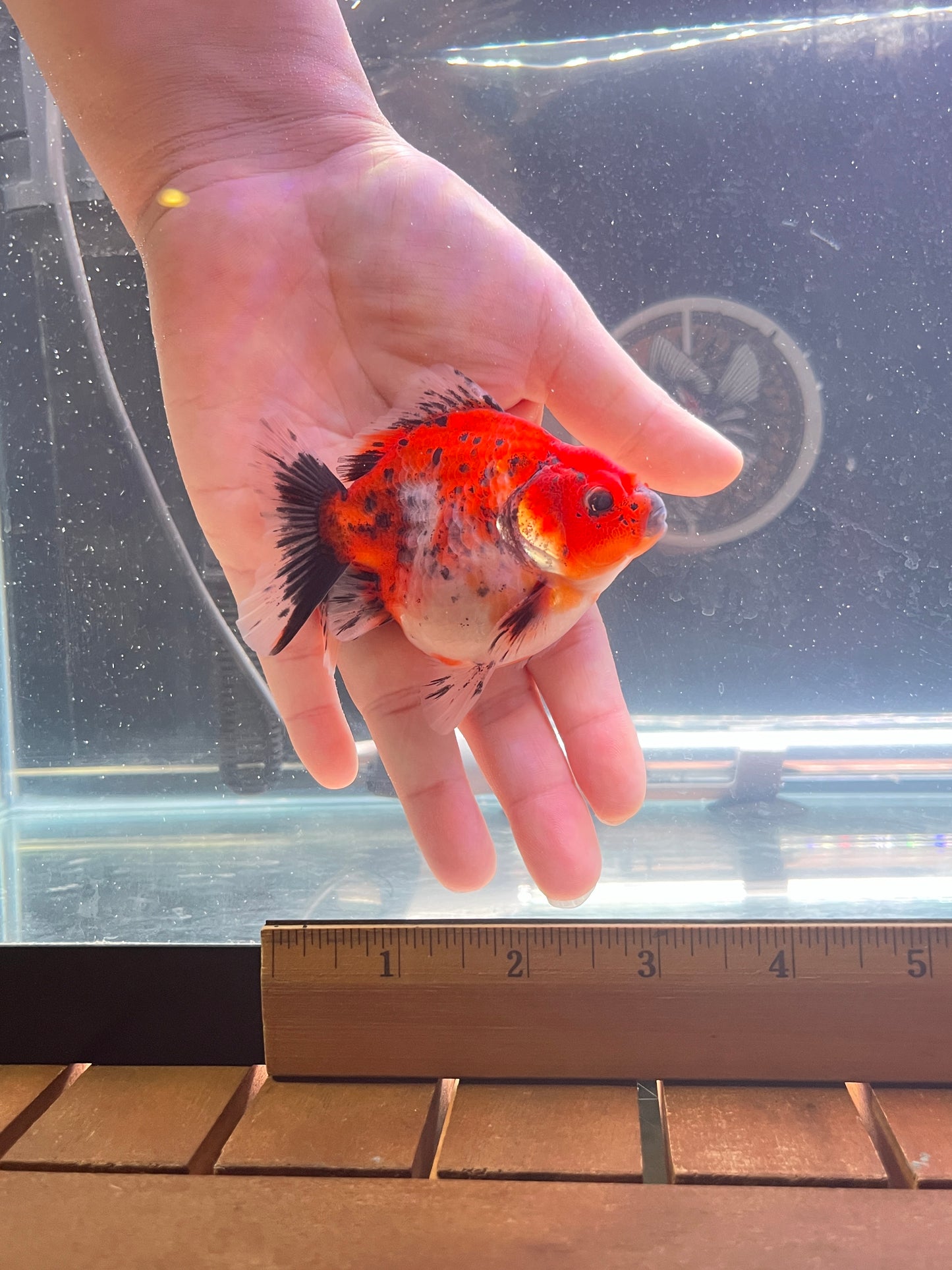 Godzilla RED WHITE TIGER ORANDA Juvenile Male 3.25in