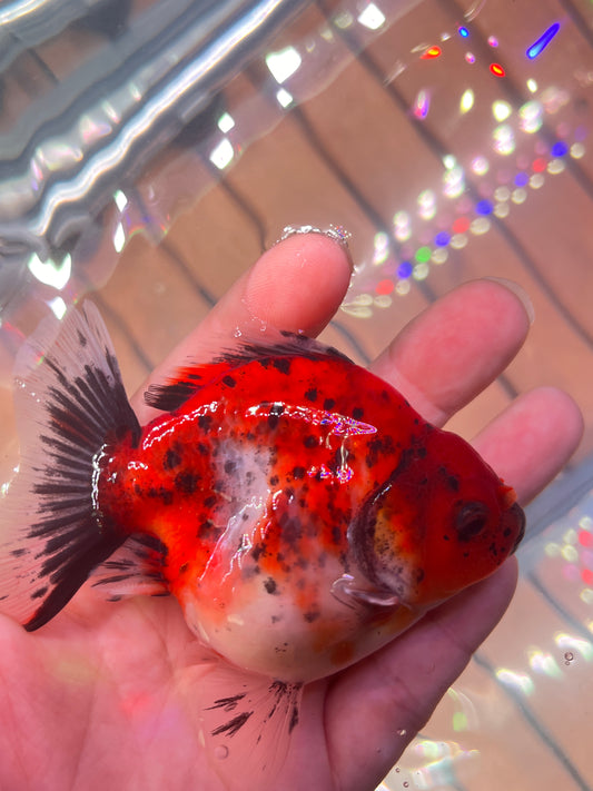 Godzilla RED WHITE TIGER ORANDA Juvenile Male 3.25in