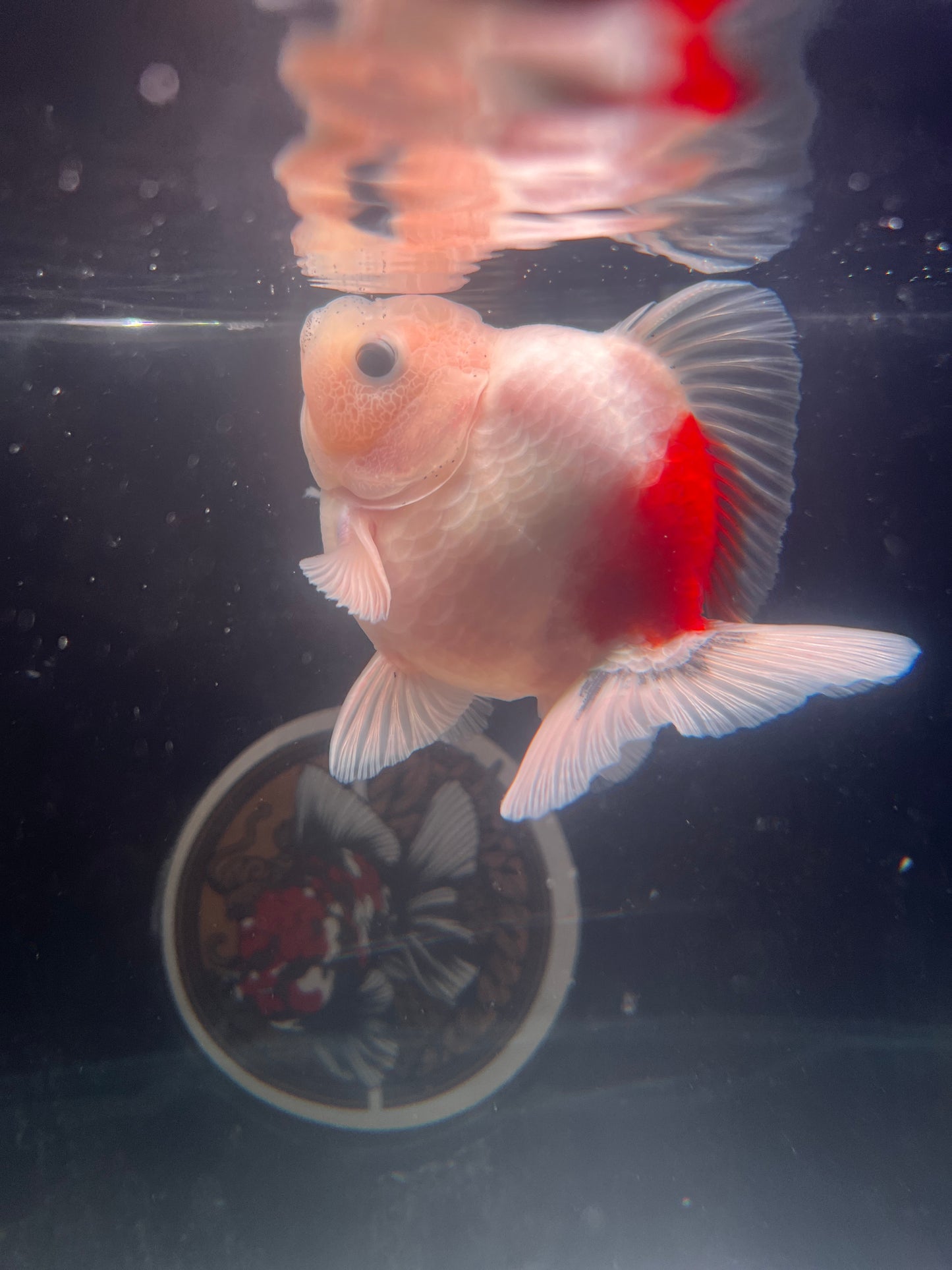 WHITE RED KOI ORANDA Juvenile Male 3.5in