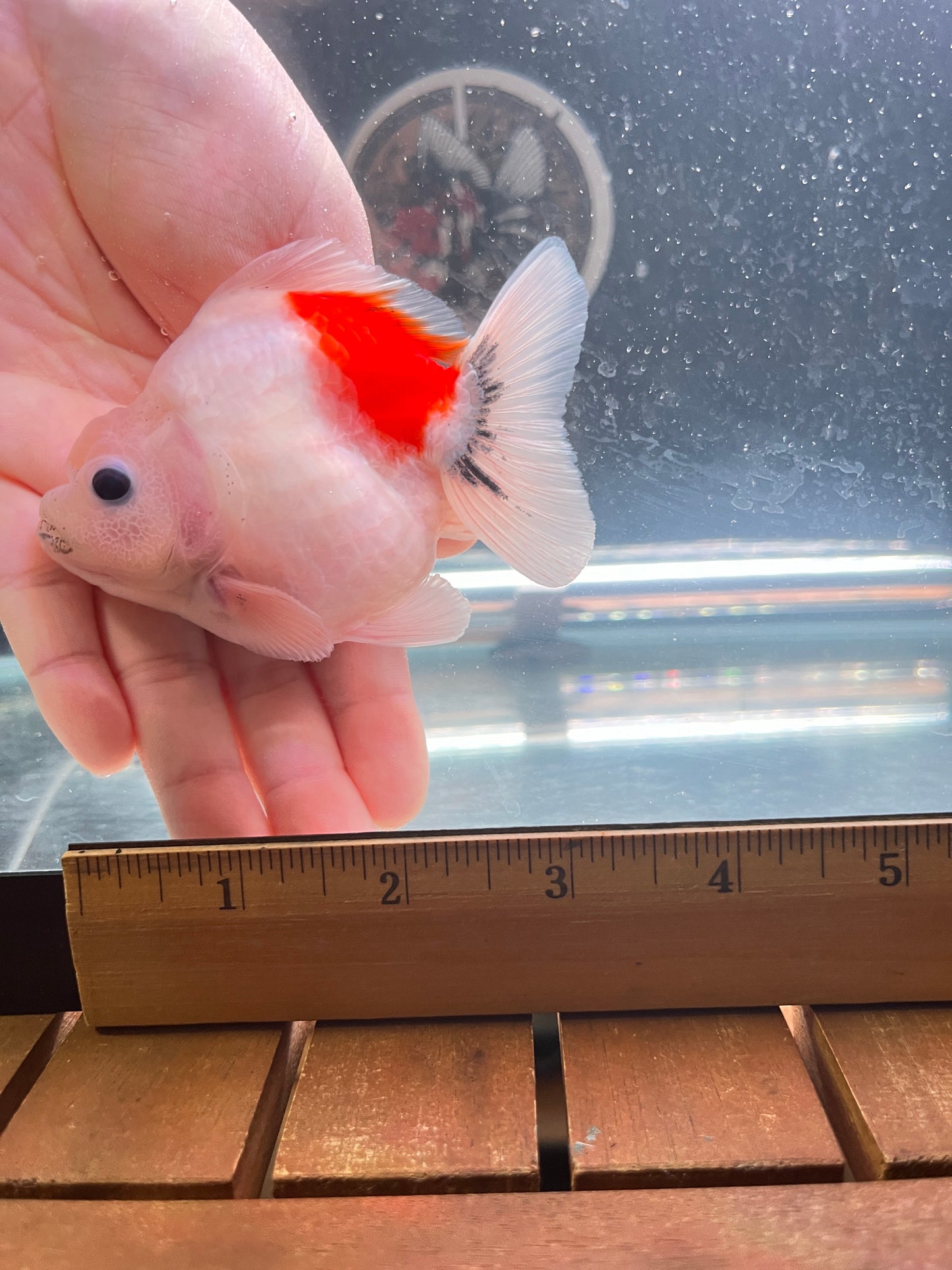 WHITE RED KOI ORANDA Juvenile Male 3.5in