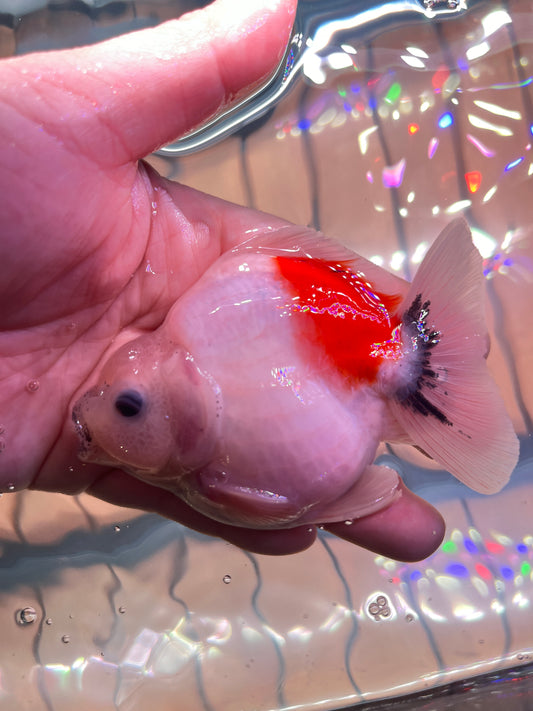 WHITE RED KOI ORANDA Juvenile Male 3.5in