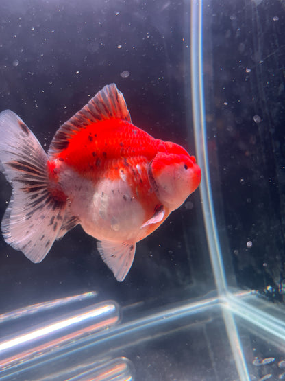 Godzilla RED TIGER ORANDA Juvenile Male 3in