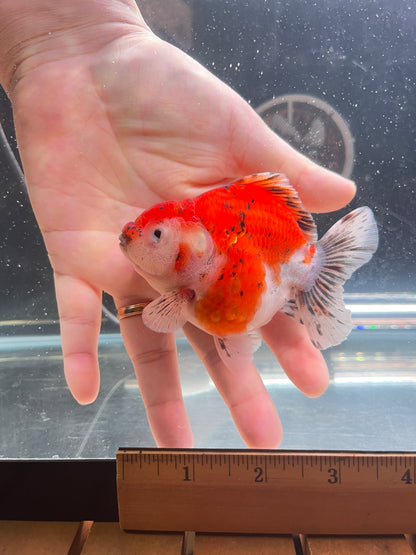 Godzilla RED TIGER ORANDA Juvenile Male 3in