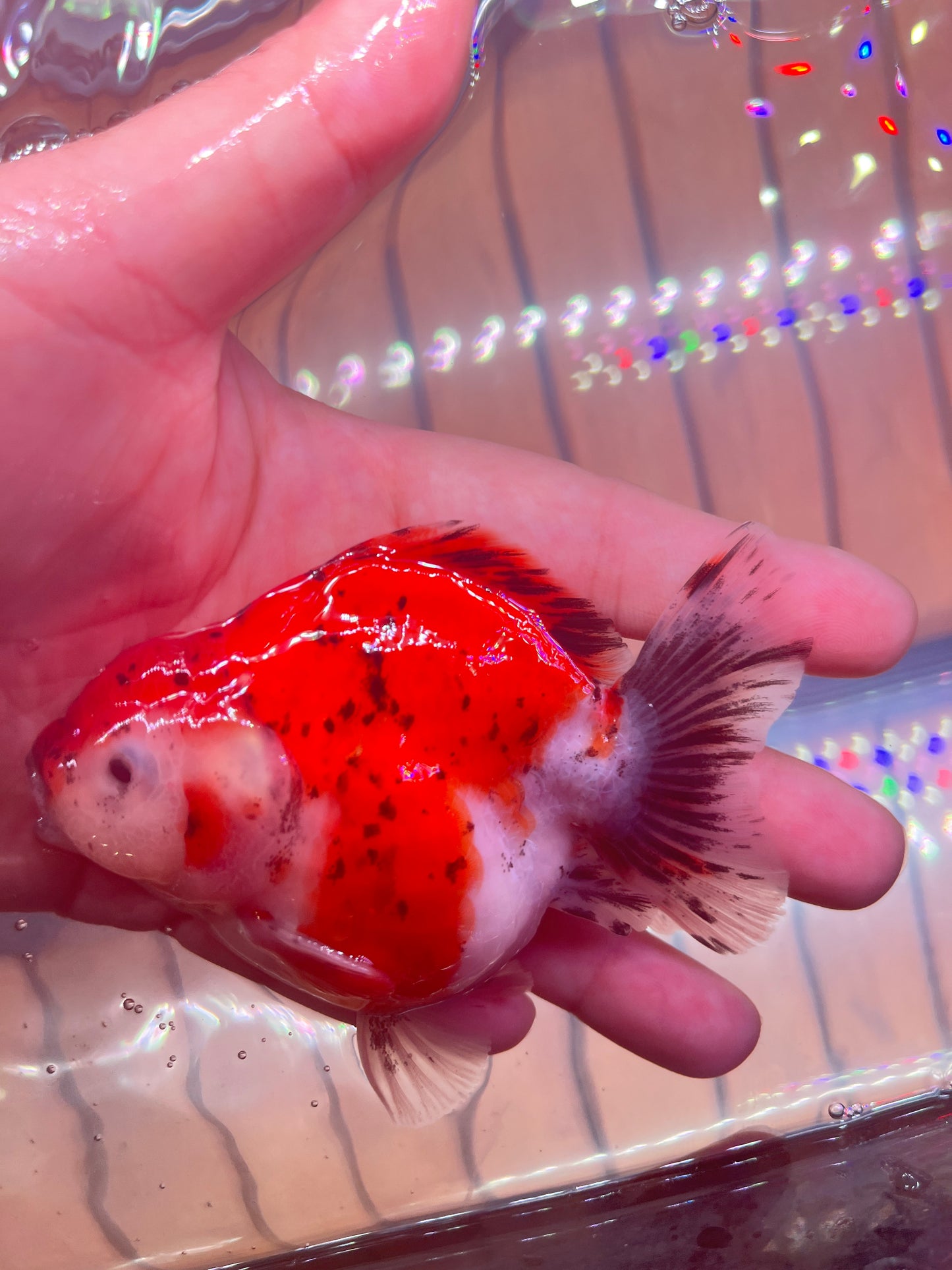 Godzilla RED TIGER ORANDA Juvenile Male 3in