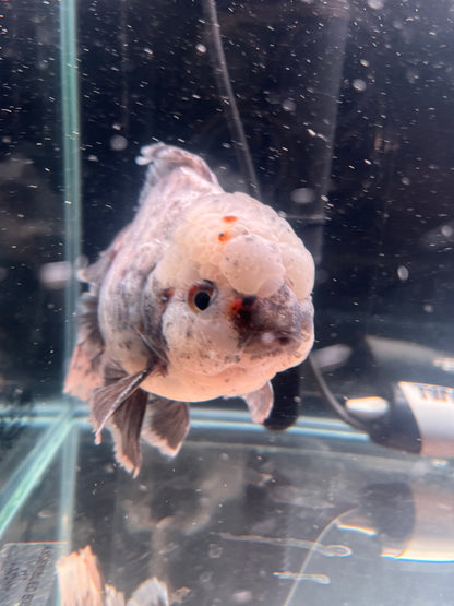 White Tiger SHOGUN ORANDA Long Tails Female 6in