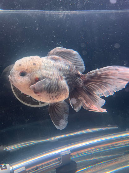 White Tiger SHOGUN ORANDA Long Tails Female 6in