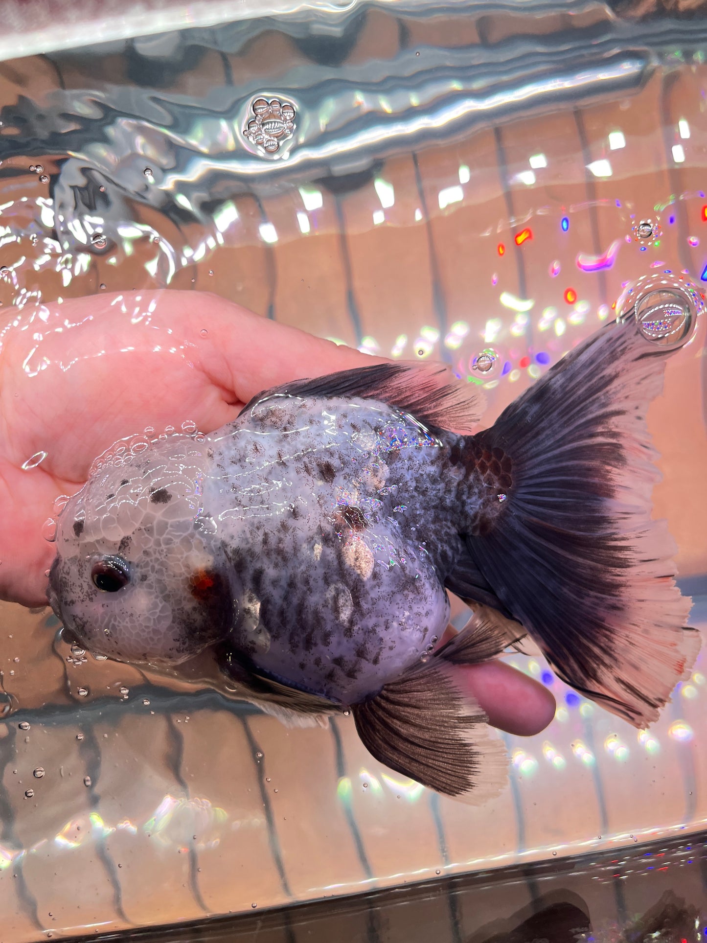 White Tiger SHOGUN ORANDA Long Tails Female 6in