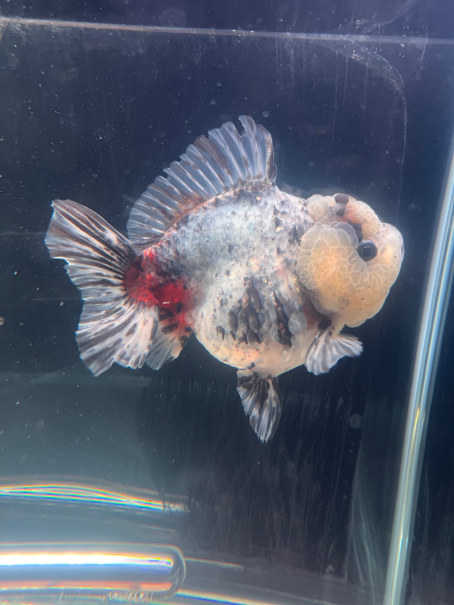 White Tiger SHOGUN ORANDA Male 5in