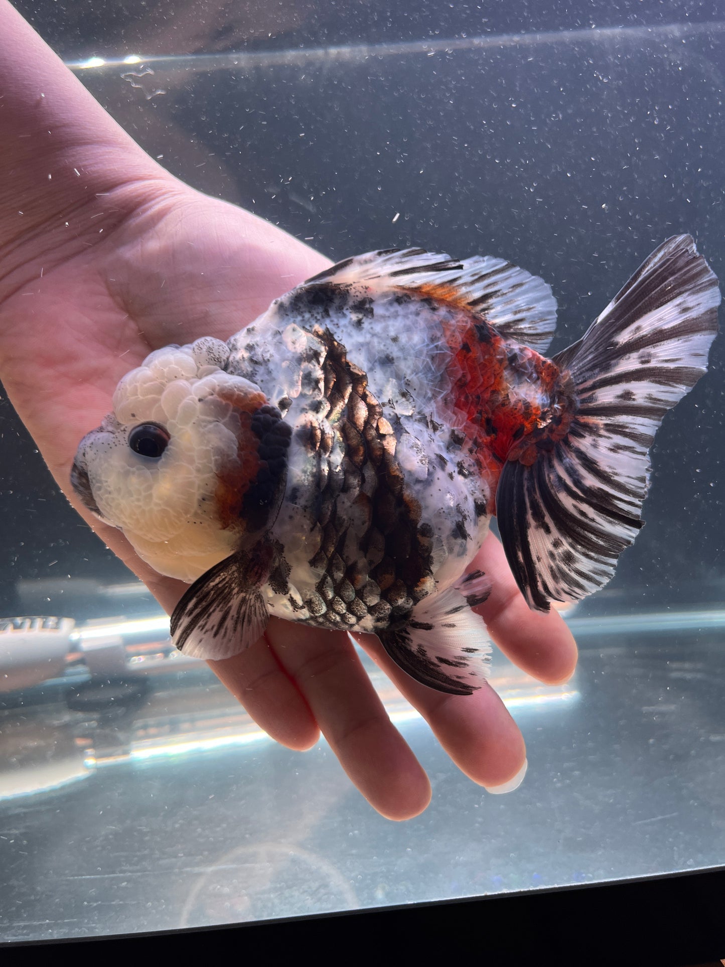 White Tiger SHOGUN ORANDA Male 5in