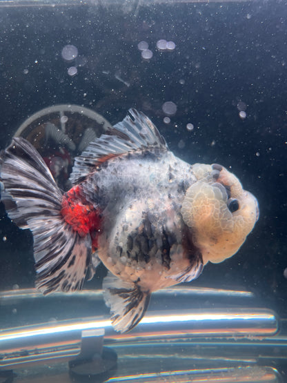 White Tiger SHOGUN ORANDA Male 5in