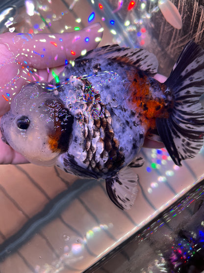 White Tiger SHOGUN ORANDA Male 5in