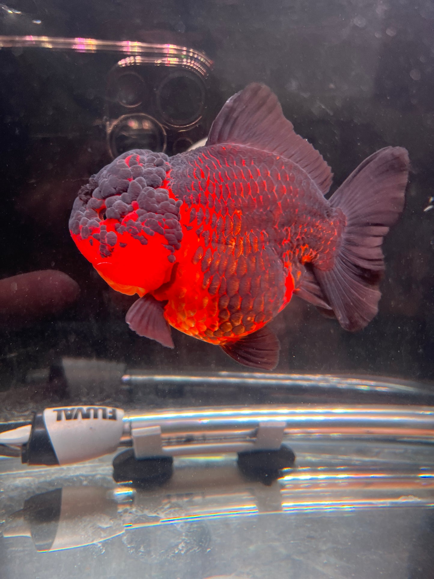 SHOW Quality SHOGUN ORANDA Female 5in