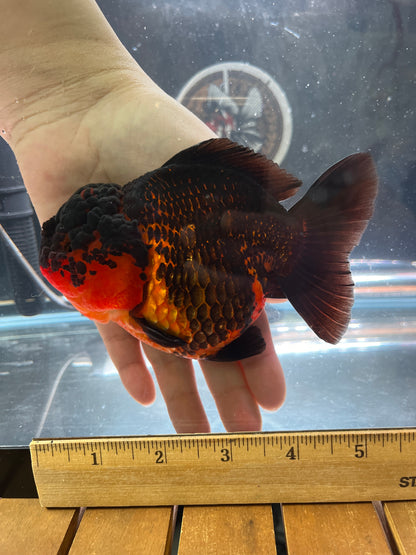 SHOW Quality SHOGUN ORANDA Female 5in